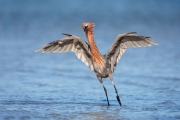 Egretta-rufescens;Reddish-Egret;One;Southeast-USA;avifauna;bird;close-up;color;c